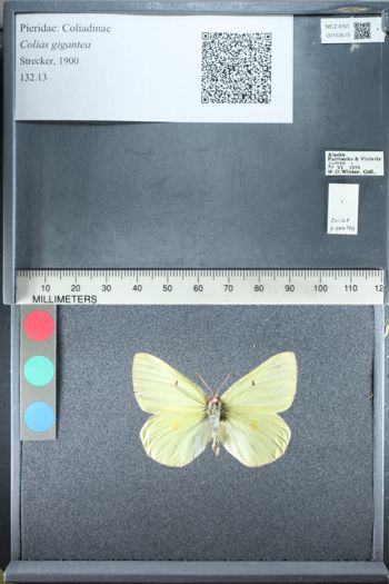 Media type: image;   Entomology 153615